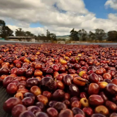 Honduras, Finca La Pedrero Anaerobic Natural